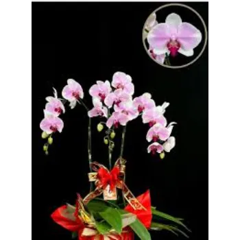 Fresh Orchids